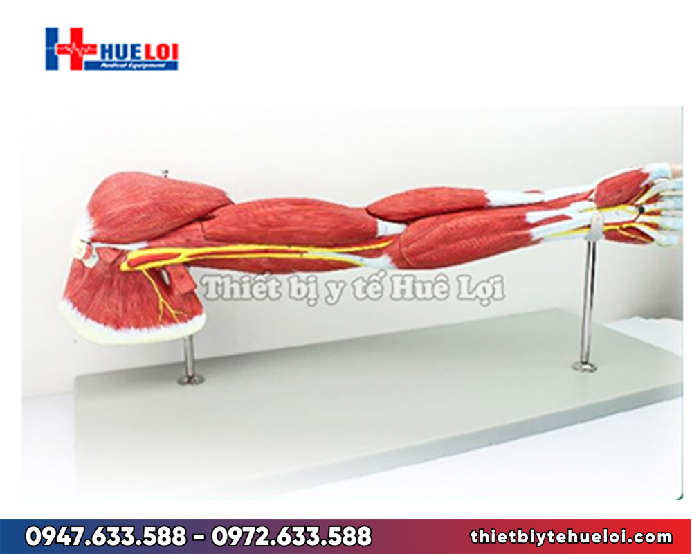 Mô hình giải phẫu cơ và thần kinh chi trên
